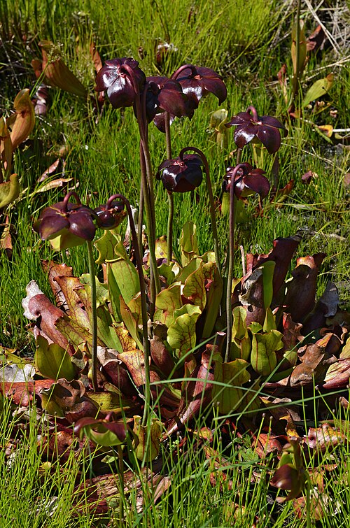 Sarracenia purpurea